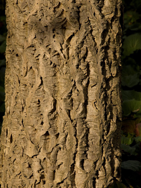 Amur-Korkbaum (Phellodendron amurense)