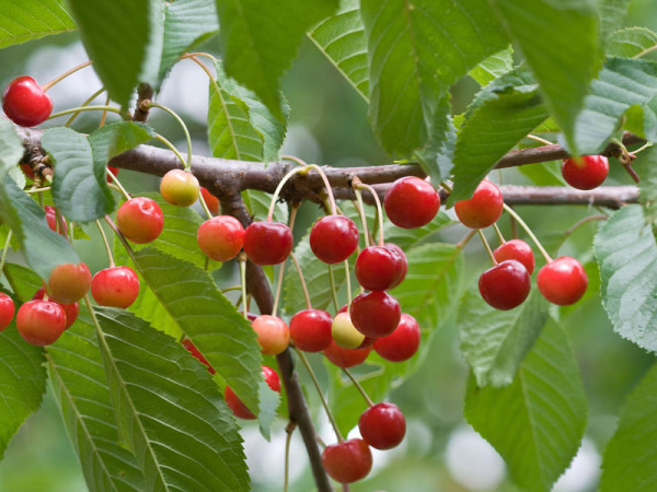 Wildkirsche (Prunus avium) Vogelkirsche