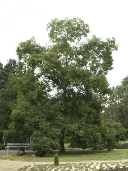 Schuppenrinden-Hickory (Carya ovata)