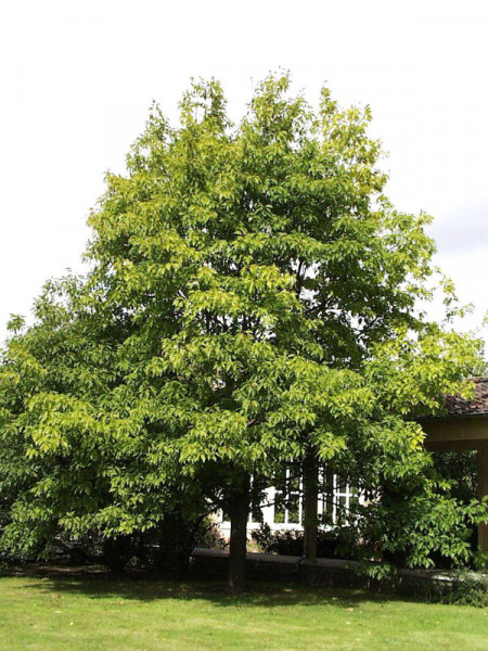 Roteiche (Quercus rubra)