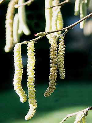 Haselnuss (Corylus avellana)