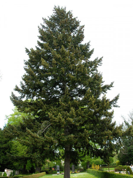 Douglasie (Pseudotsuga menziesii)