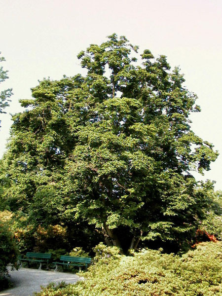 Baummagnolie (Magnolia kobus)