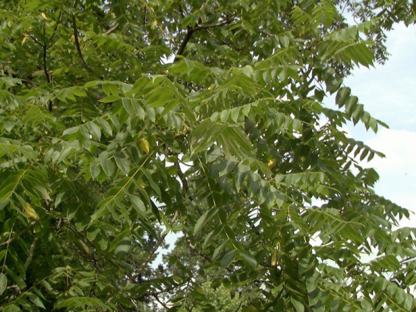Butternuss (Juglans cinerea)