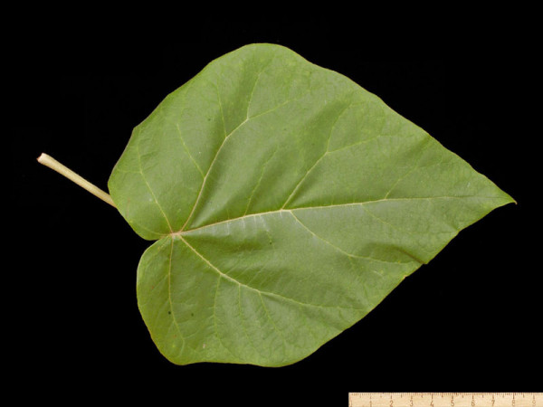 Blauglockenbaum (Paulownia tomentosa)