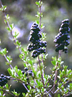 Gemeiner Liguster (Ligustrum vulgare)