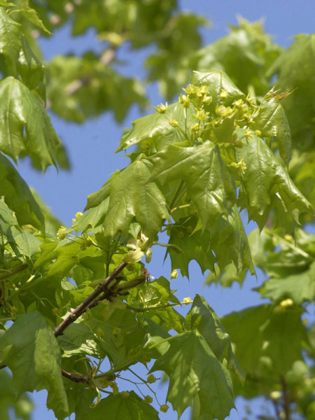 Spitzahorn (Acer platanoides)