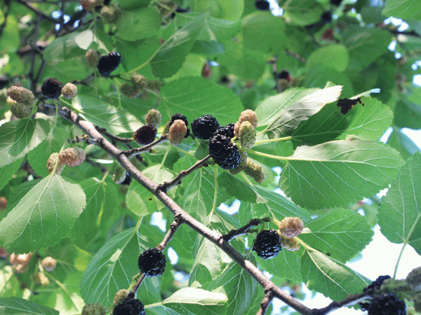 Weiße Maulbeere (Morus alba)