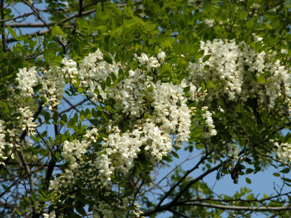 Robinie (Robinia pseudoacacia) Scheinakazie - XL-Produkt