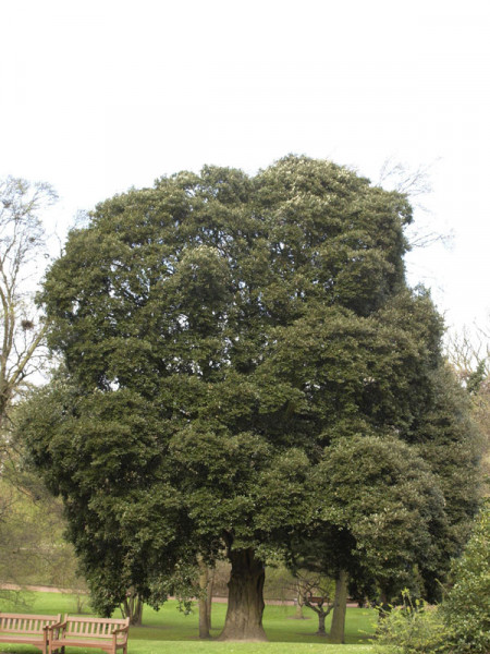 Stein-Eiche (Quercus ilex)