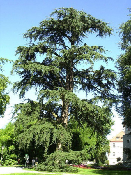 Atlas-Zeder (Cedrus atlantica)