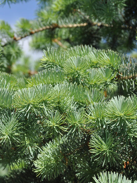 Kolorado-Douglasie, Blaue Douglasie (Pseudotsuga menz. glauca)