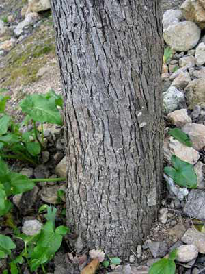 Wildbirne (Pyrus communis)