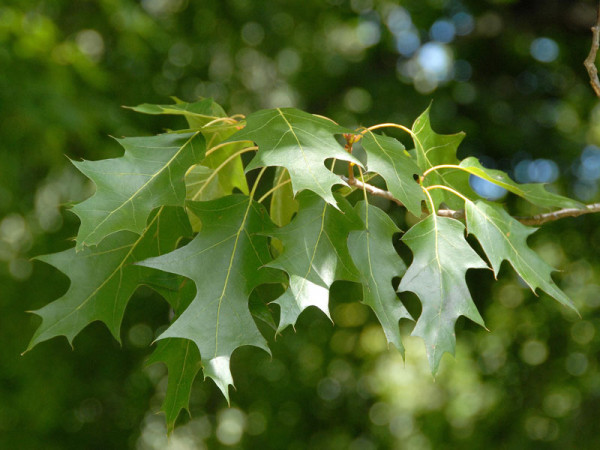 Roteiche (Quercus rubra)