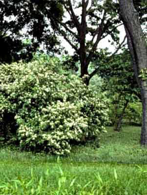 Roter Hartriegel (Cornus sanguinea)