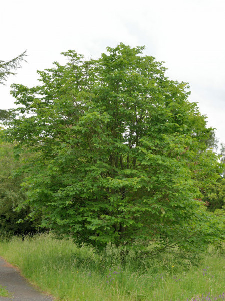 Bergulme (Ulmus glabra) - XL Produkt