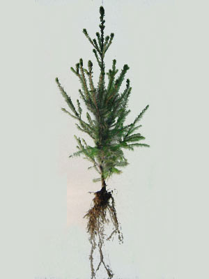 Fichte, Rotfichte (Picea abies)