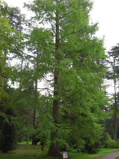 Sumpfzypresse (Taxodium distichum)