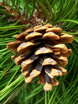 Schwarzkiefer (Pinus nigra austriaca)