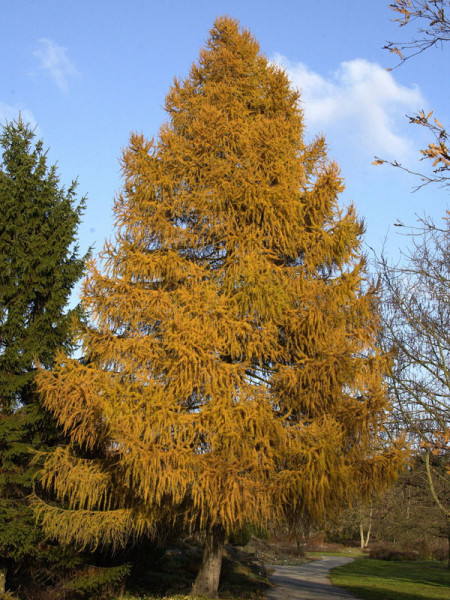 Europaeische Lärche (Larix decidua)