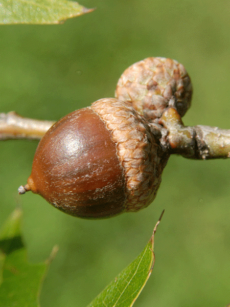 Sumpfeiche (Quercus palustris)