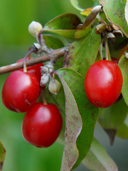 Kornelkirsche (Cornus mas)