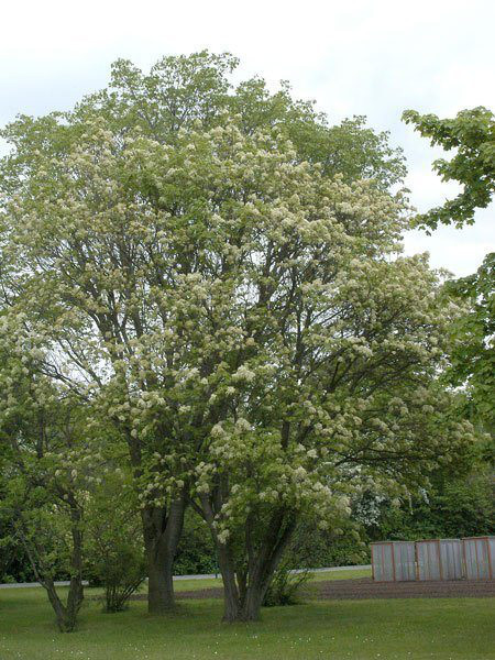 Blumen-Esche (Fraxinus ornus)