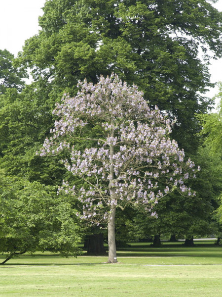 Blauglockenbaum (Paulownia tomentosa)