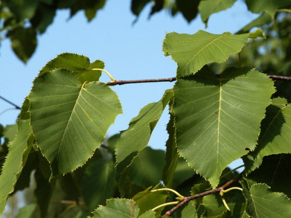 Lindenblättrige Birke (Betula maximowicziana)