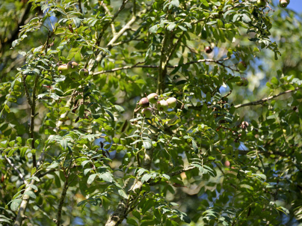 Speierling (Sorbus domestica)