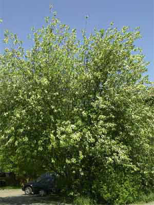 Echte (frühe) Traubenkirsche (Prunus padus)