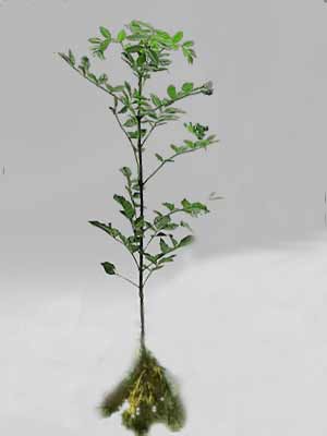 Große Esche Esche (Fraxinus excelsior) | die-Forstpflanze