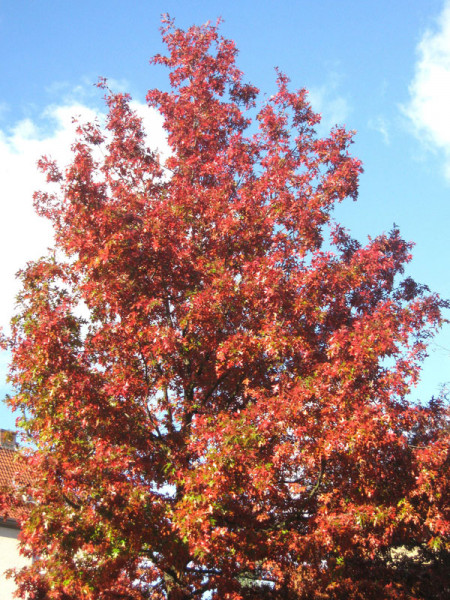 Roteiche (Quercus rubra)