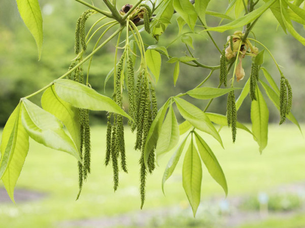 Schuppenrinden-Hickory (Carya ovata)