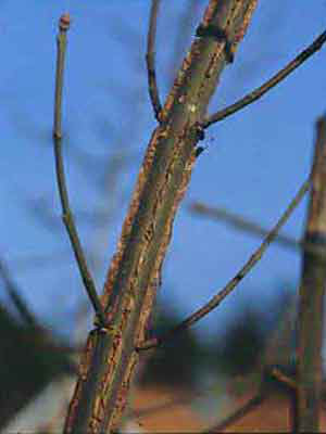 Pfaffenhütchen (Euonymus europaeus)