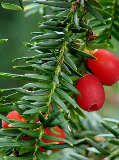 Gemeine Eibe (Taxus baccata)