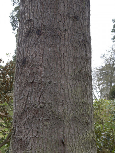 Grosse Küstentanne (Abies grandis)