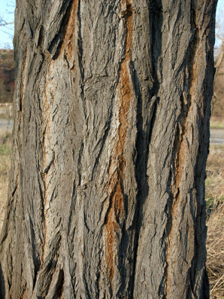 Robinie (Robinia pseudoacacia), Scheinakazie