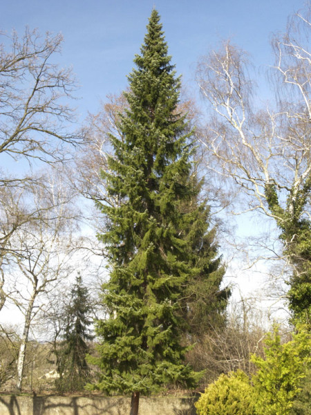 Serbische Fichte (Picea omorica)