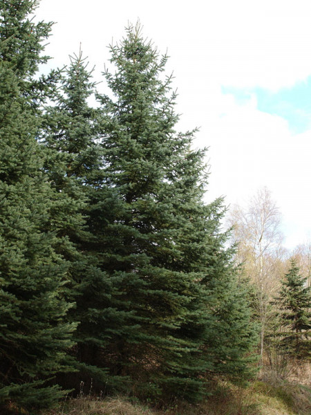 Engelmann-Fichte (Picea engelmannii)