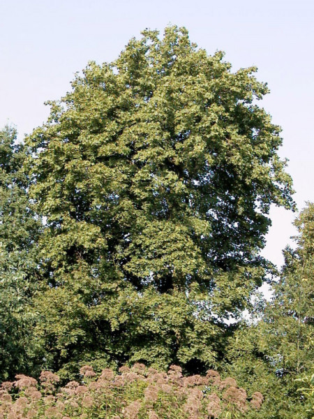 Spitzahorn (Acer platanoides)