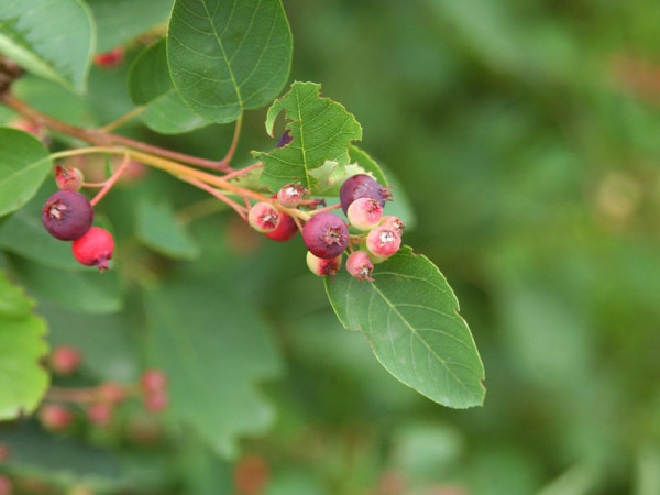Gemeine Felsenbirne (Amelanchier rotundifolia)