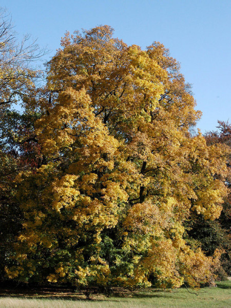 Feldahorn (Acer campestre)