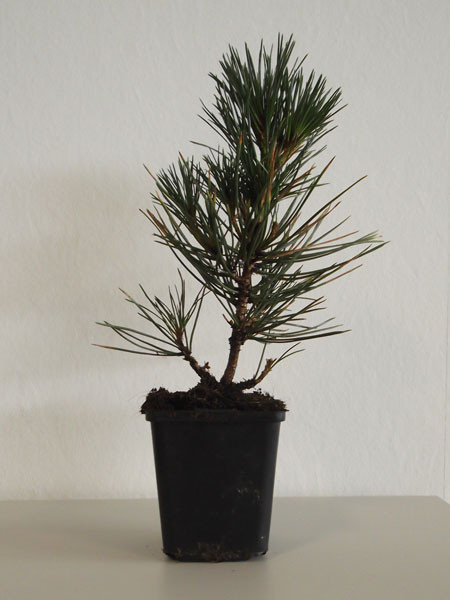 Japanische Schwarzkiefer (Pinus thunbergii)