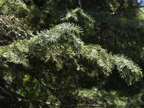Prachttanne, kalifornische Rottanne (Abies magnifica)