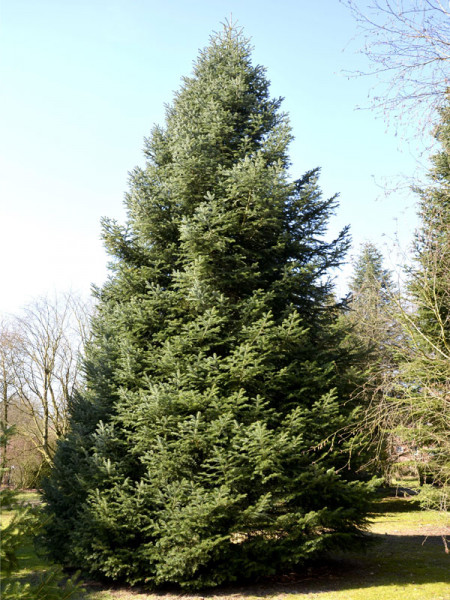 Kilikische Tanne (Abies cilicia)