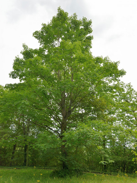 Spitzahorn (Acer platanoides)