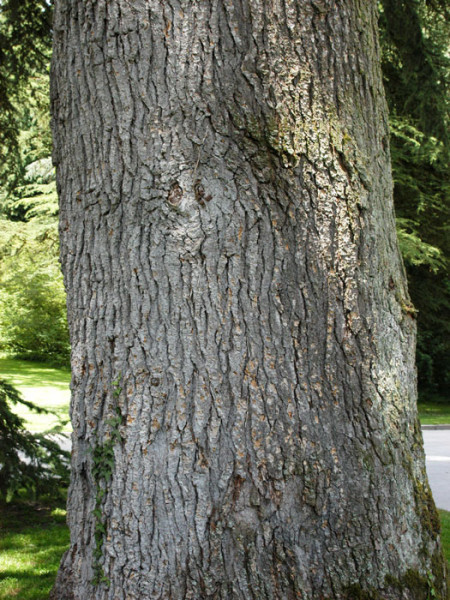 Atlas-Zeder (Cedrus atlantica)