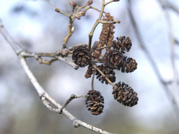 Schwarzerle (Alnus glutinosa) Roterle