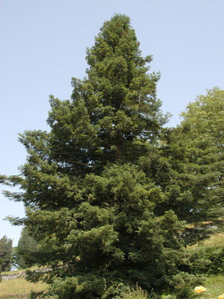 Küsten-Mammutbaum (Sequoia sempervirens)